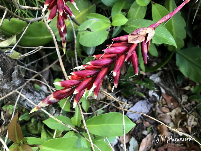 Vriesea flammea