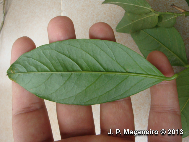 Seguieria langsdorffii