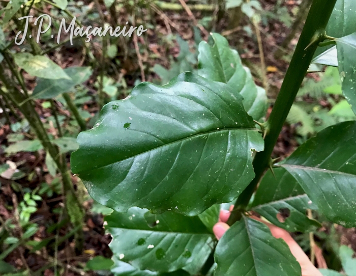 Seguieria langsdorffii