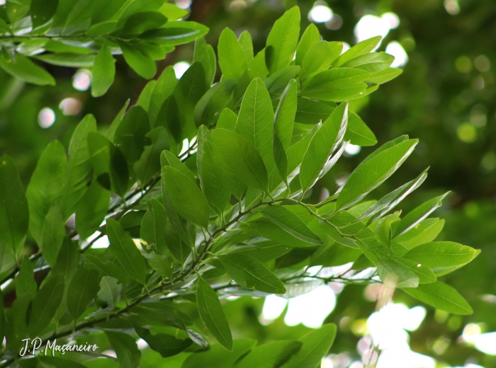 Seguieria langsdorffii