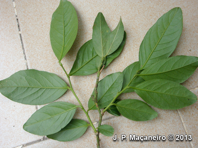 Seguieria langsdorffii