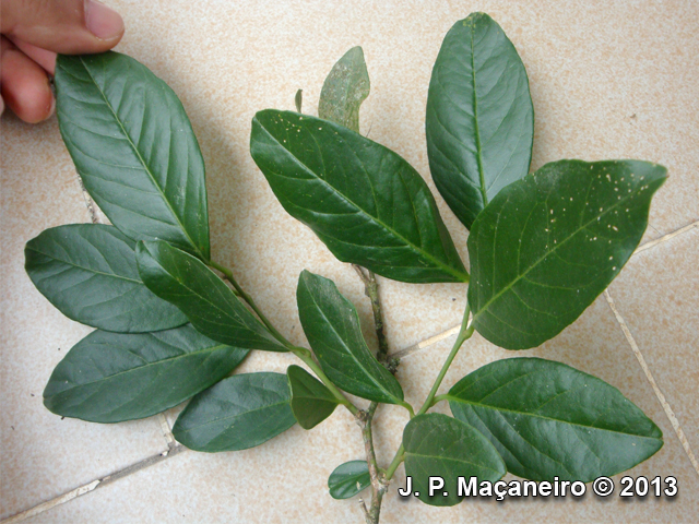 Seguieria langsdorffii