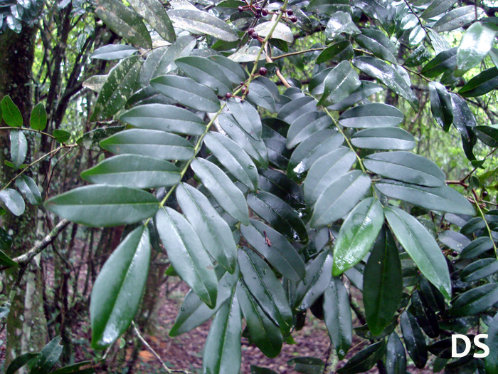 Picramnia parvifolia