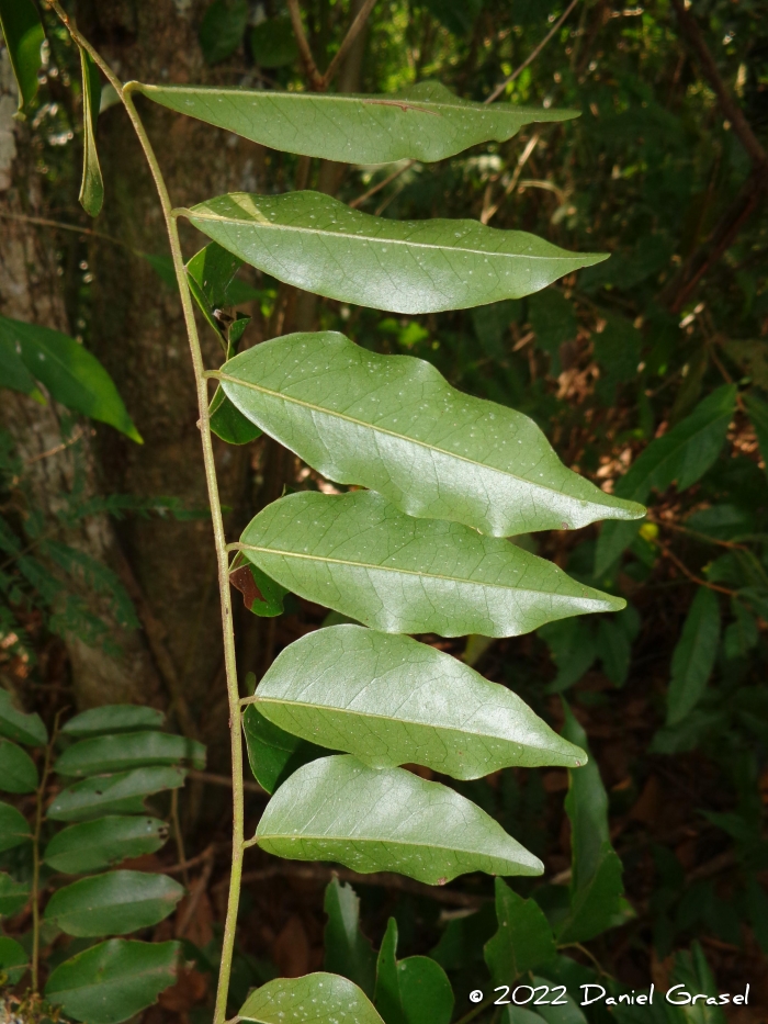 Picramnia parvifolia