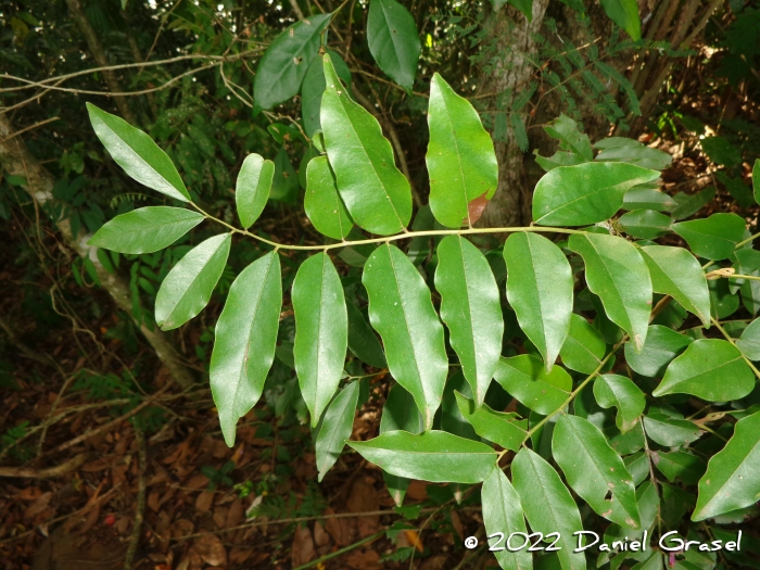 Picramnia parvifolia
