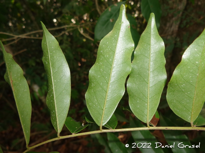 Picramnia parvifolia