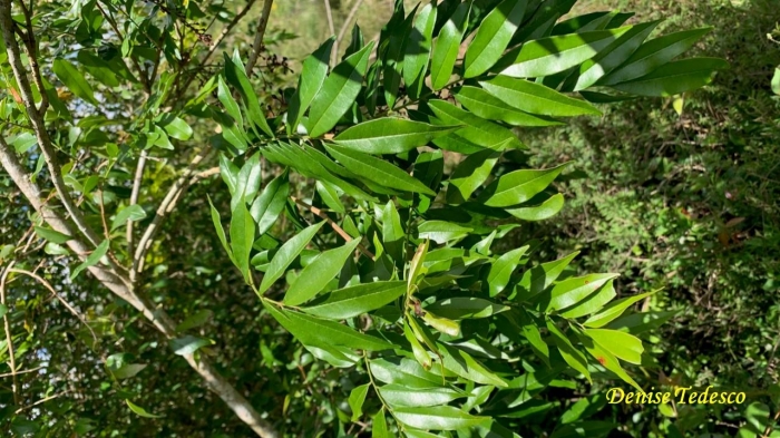 Picramnia parvifolia