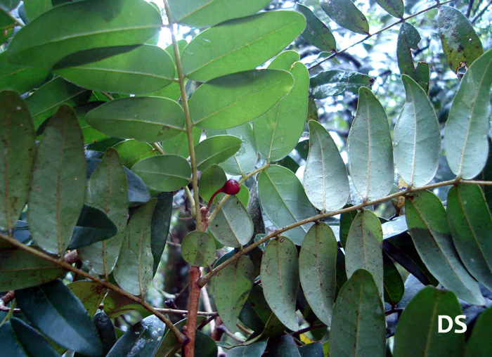 Picramnia parvifolia