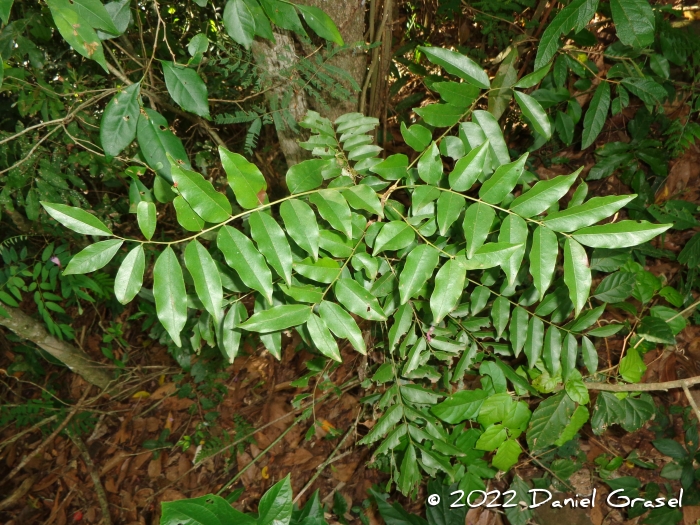 Picramnia parvifolia