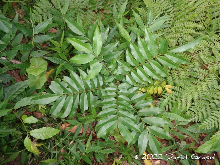 Picramnia parvifolia