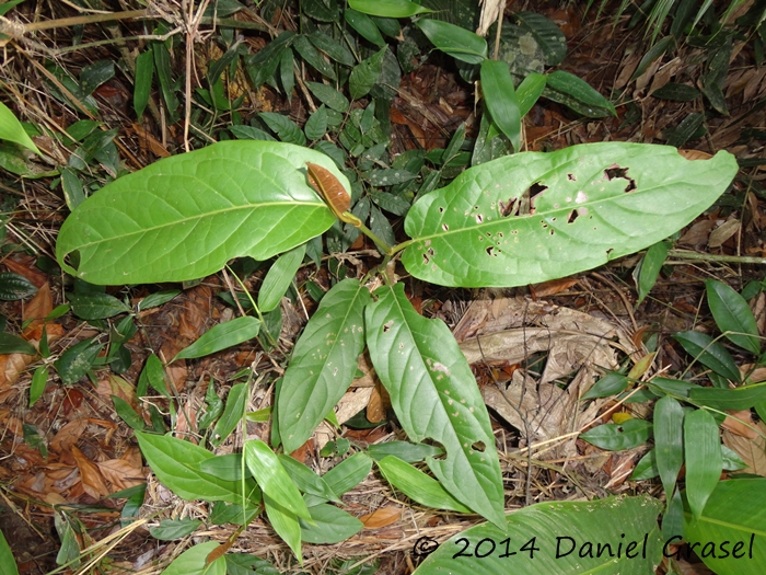 Piper arboreum