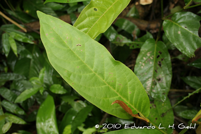 Piper arboreum