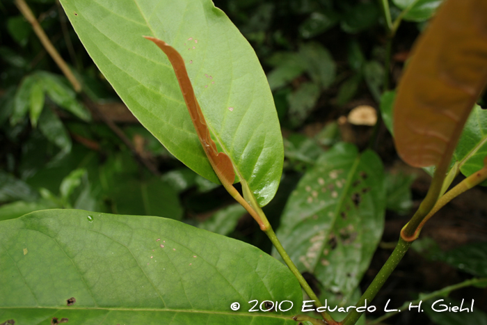 Piper arboreum