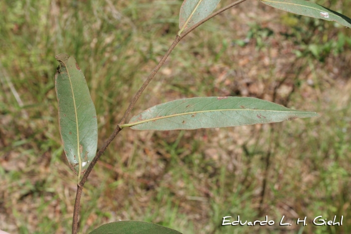 Ruprechtia salicifolia