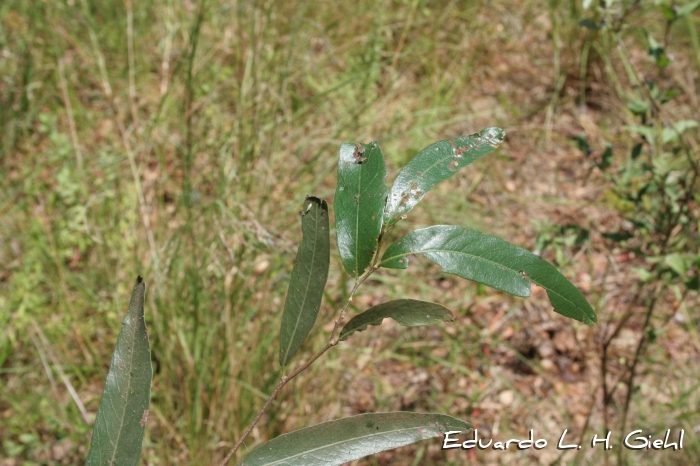 Ruprechtia salicifolia