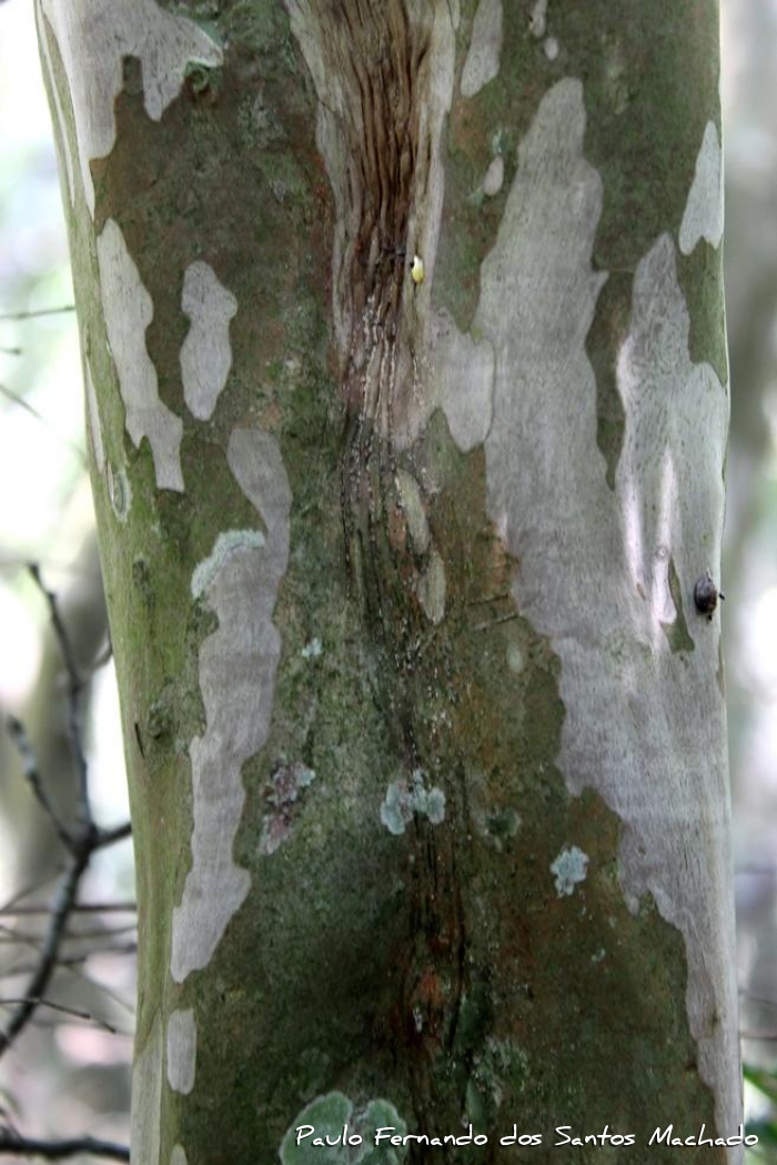 Myrciaria tenella