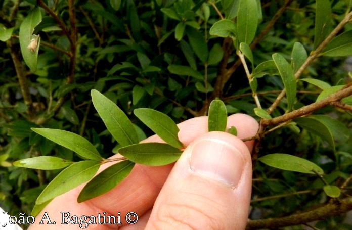 Myrciaria tenella