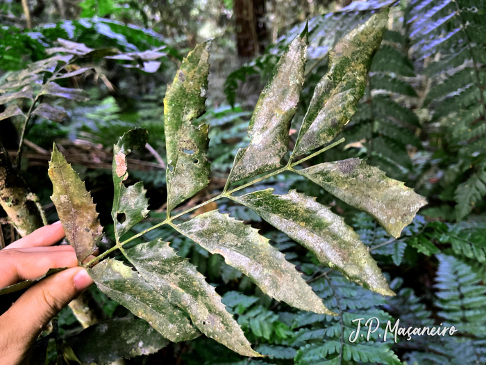 Roupala brasiliensis
