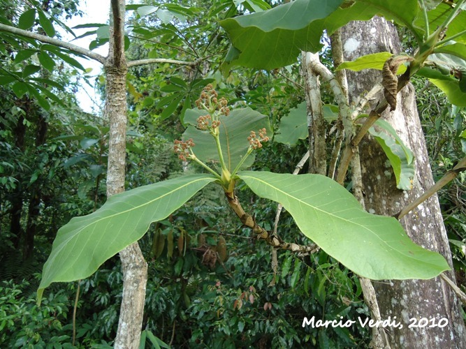 Bathysa australis