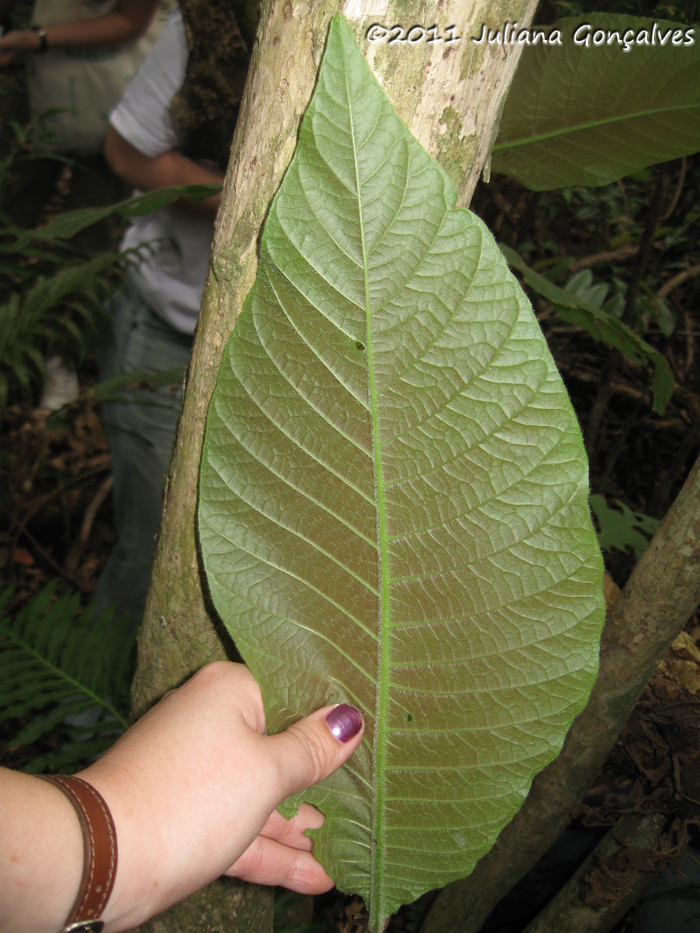 Bathysa australis