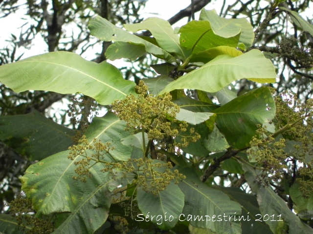 Bathysa australis