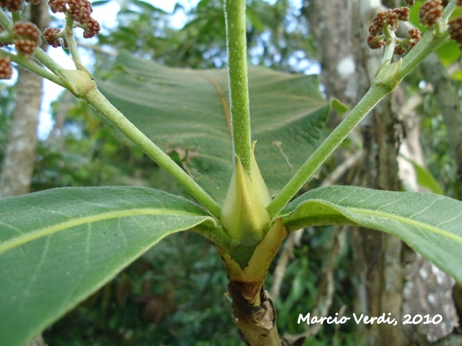 Bathysa australis