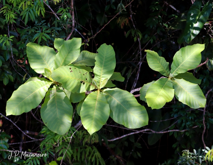 Bathysa australis