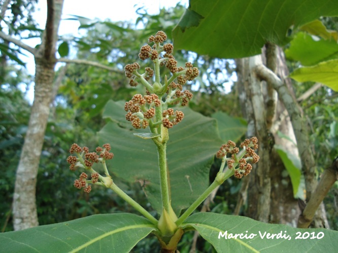 Bathysa australis