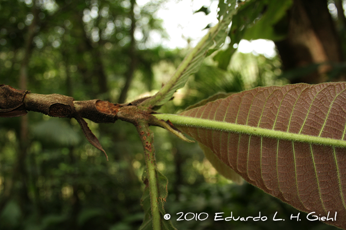 Bathysa australis