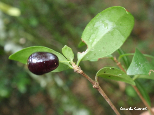 Chomelia obtusa