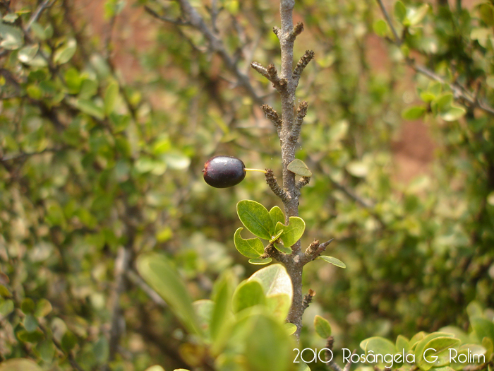 Chomelia obtusa