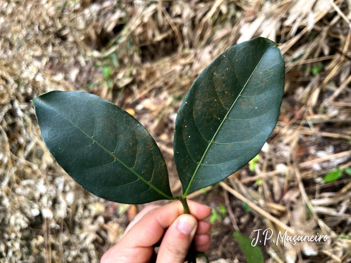 Cordiera concolor