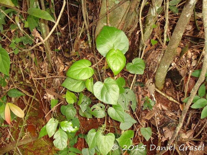 Piper mikanianum