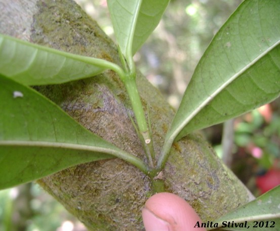 Faramea montevidensis