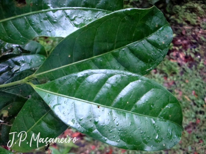 Faramea montevidensis