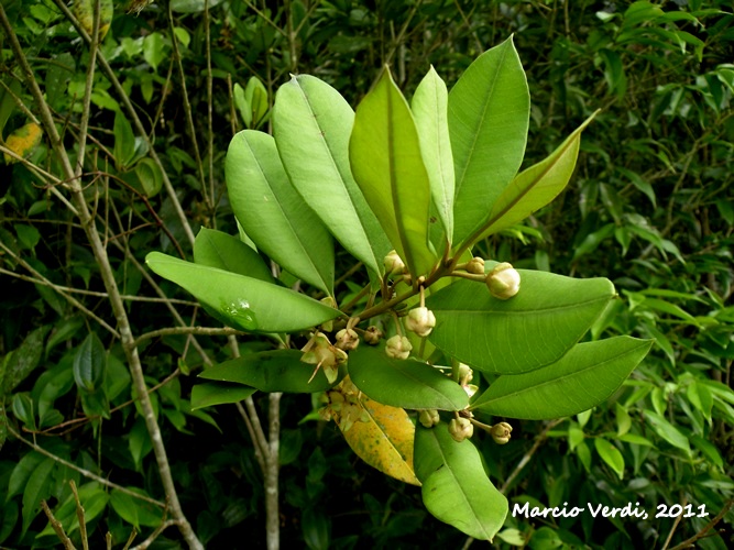 Myrceugenia myrcioides