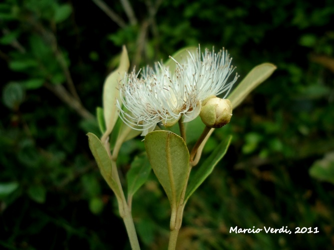 Myrceugenia myrcioides