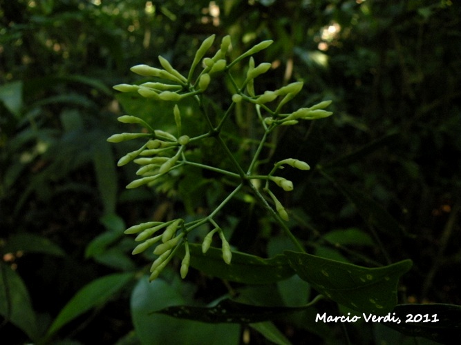 Faramea montevidensis