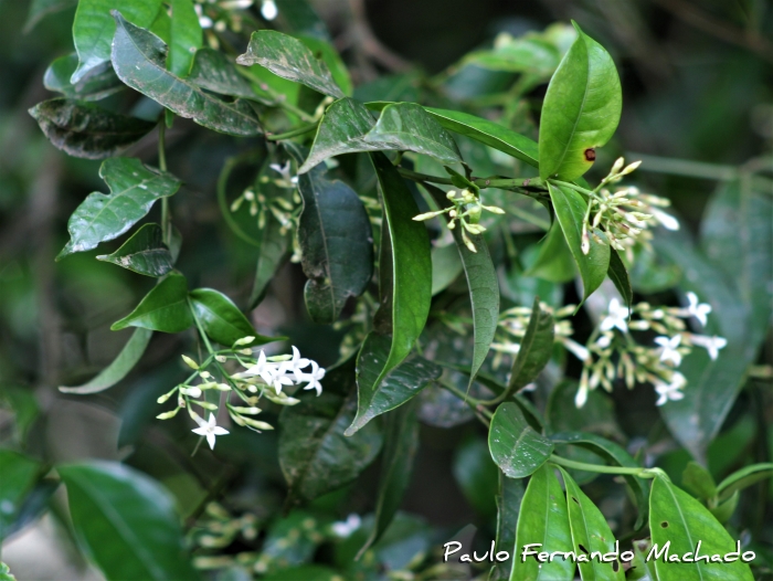 Faramea montevidensis