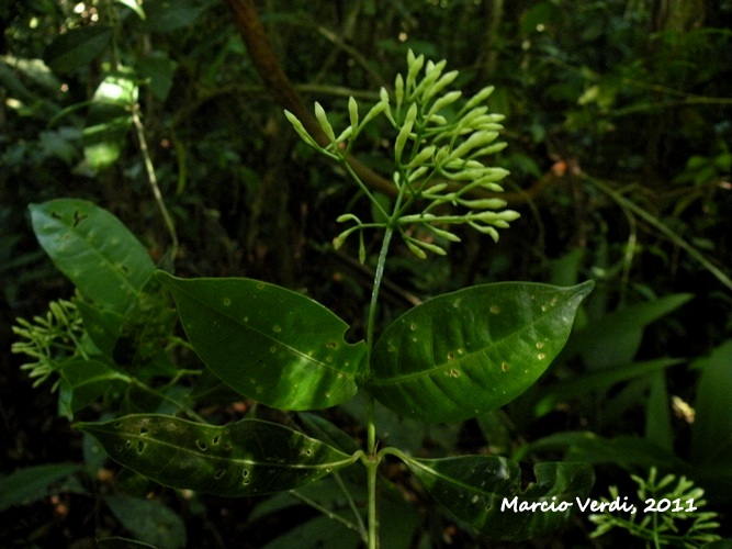 Faramea montevidensis