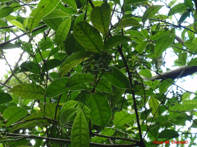 Faramea montevidensis