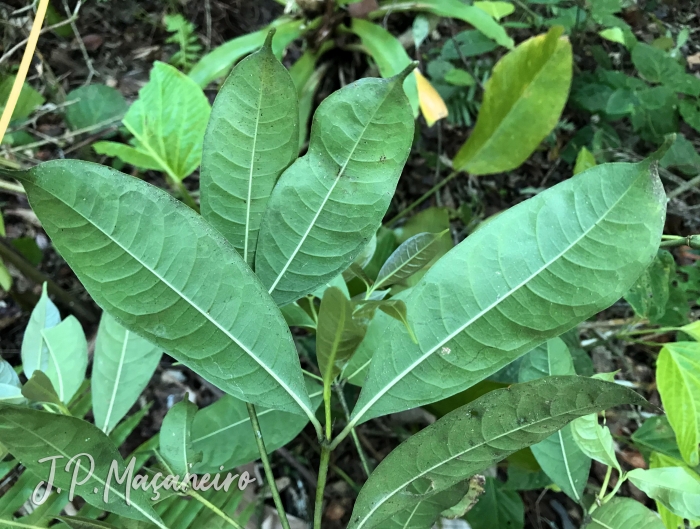 Faramea montevidensis