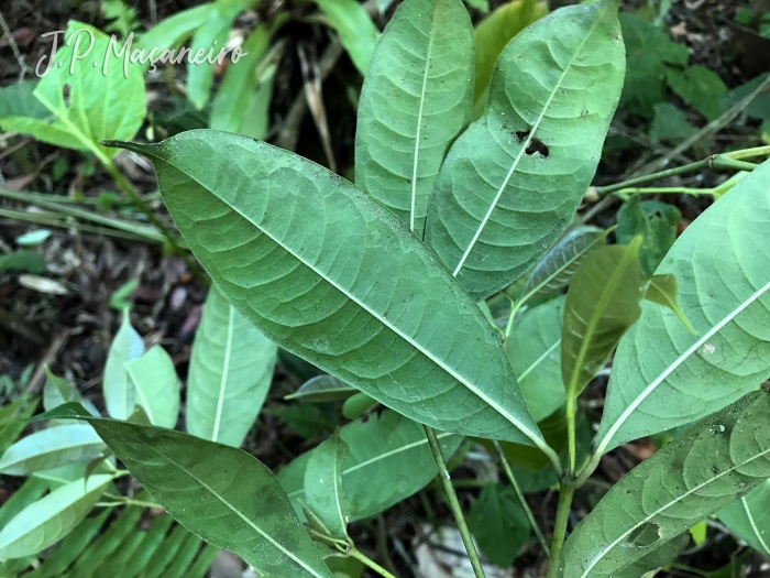 Faramea montevidensis