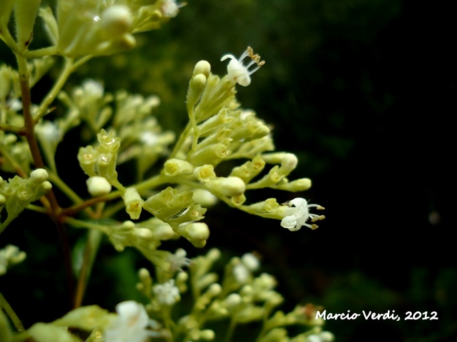 Machaonia brasiliensis