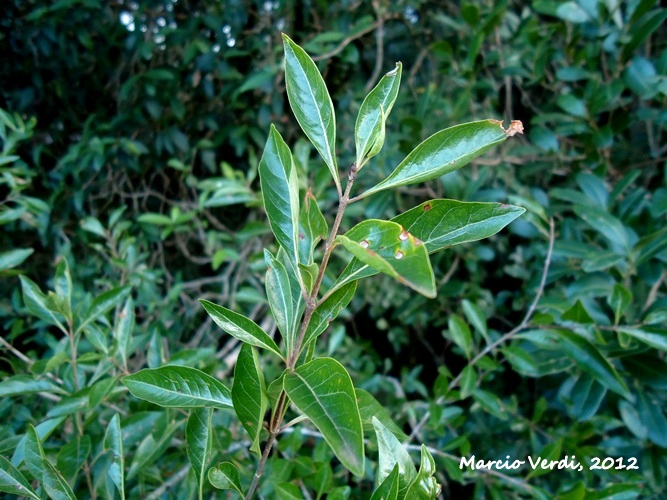 Machaonia brasiliensis