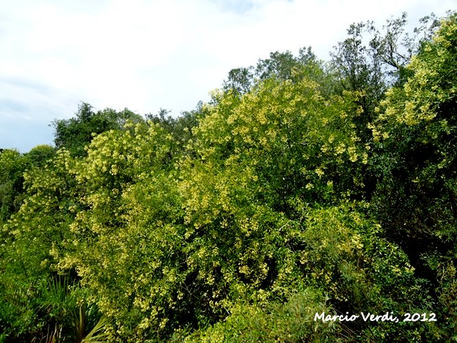 Machaonia brasiliensis