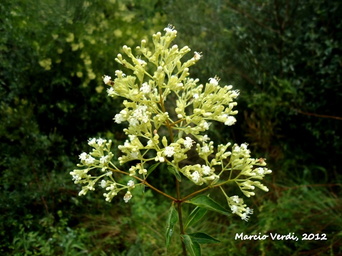 Machaonia brasiliensis