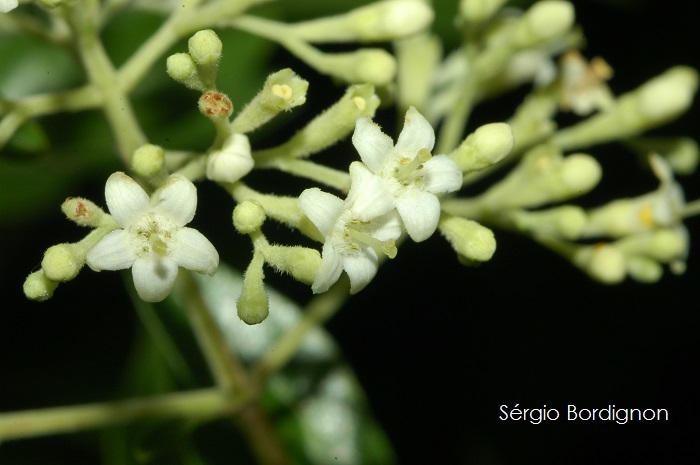 Machaonia brasiliensis