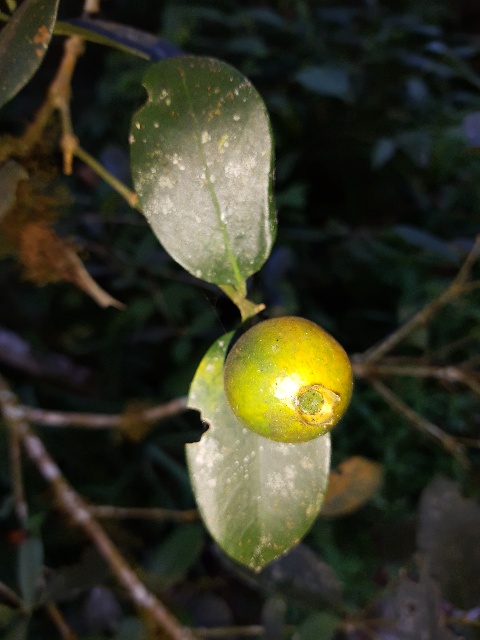 Posoqueria latifolia