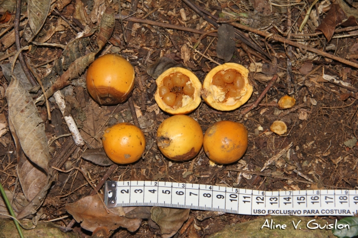 Posoqueria latifolia